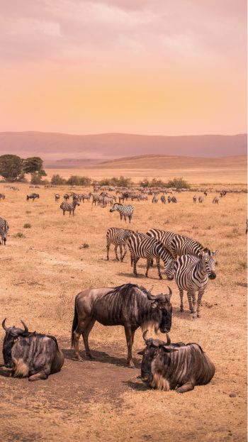 Ngorongoro Conservation Area