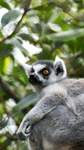 Lamur en la naturaleza